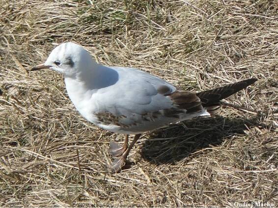 Chroicocephalus ridibundus - racek chechtavý | Laridae - rackovití | Natura Bohemica