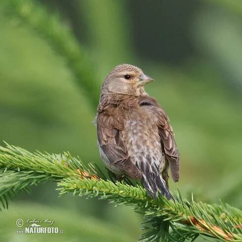 Konopka obecná | Naturfoto.cz