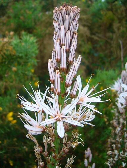 Asphodel