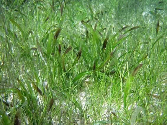Porost Syringodium filiforme společně s Thalassia testudinum (voďankovité)