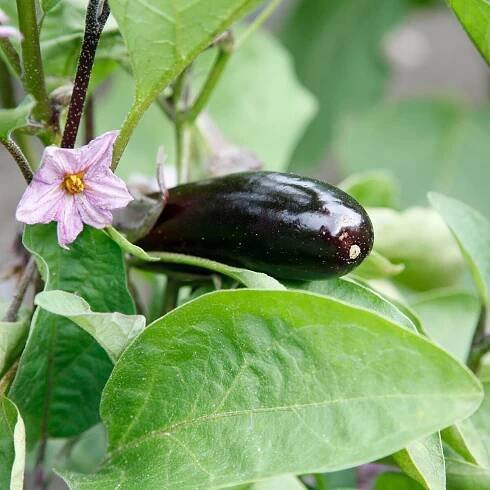 Aubergine, Eierbaum