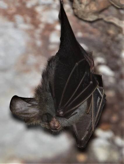 Megaderma spasma - LESSER FALSE VAMPIRE BAT - Dao Wa Dung Cave Sai Yok NP, Kanchanaburi a (4).jpg