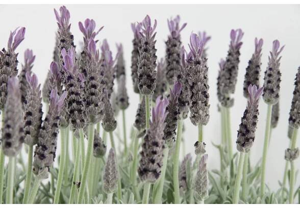 OBI Levandule "Anouk" průměr květináče cca 17 cm Lavandula stoechas