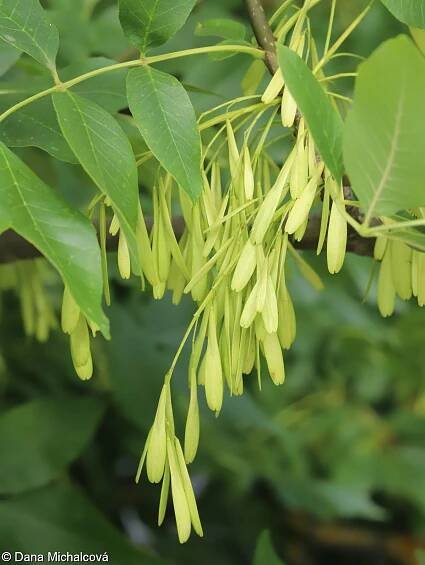 fotografie Fraxinus pennsylvanica (jasan pensylvánský)