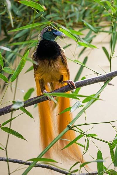 Rajky v Zoo Praha