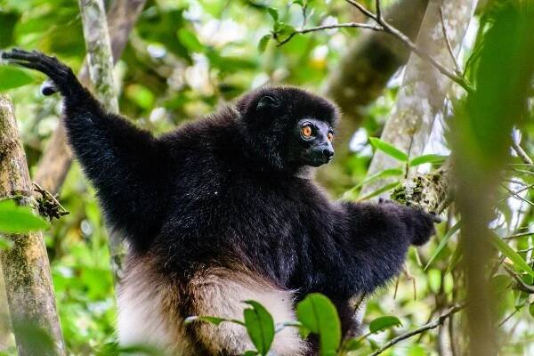 milne-edwards sifaka v madagaskarském lese - sifaka lemure - stock snímky, obrázky a fotky