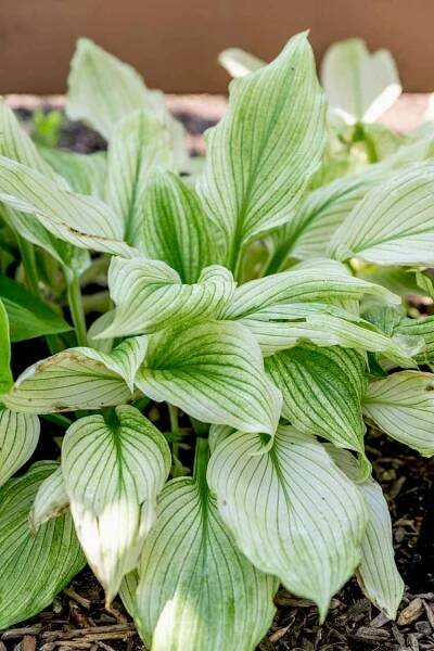 White feather plantain lily with white and green veined leaves clumped together closeup