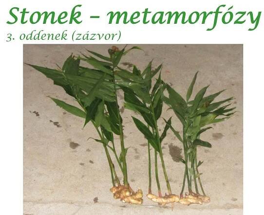 PPT - ROSTLINNÉ ORGÁNY PowerPoint Presentation, free download - ID:3171442