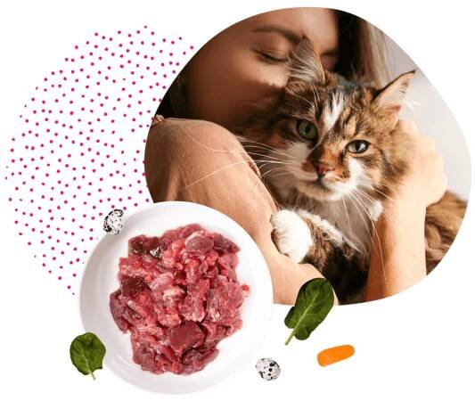 Je možné vyléčit cystitidu u kočky bez antibiotik?