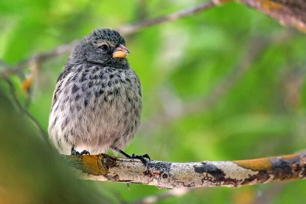 What is divergent evolution?