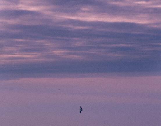 Maciej Kozłowski - Purple Sea