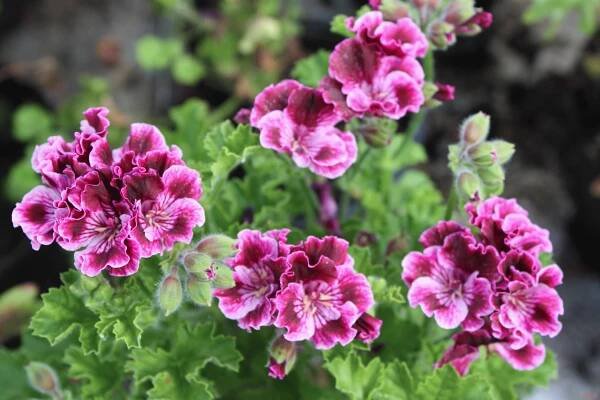 The beautiful pelargonium angel with its variegated flowers