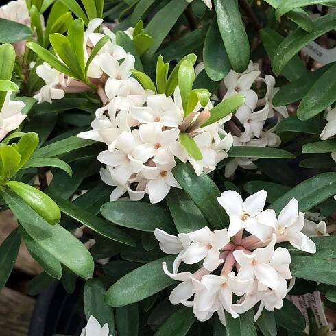 Eternal Fragrance Daphne