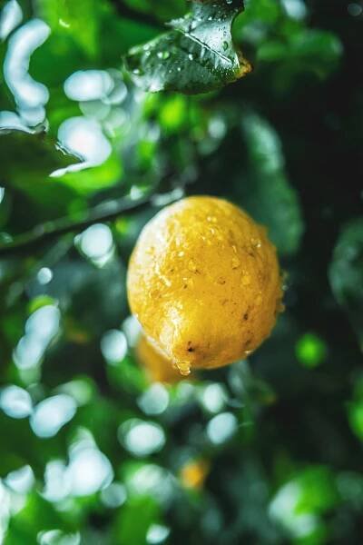 Lemon farm experience – Real Italy Travel
