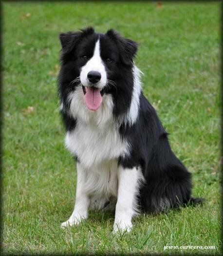 Arwen Black Carwera | Kennel Crony Forever