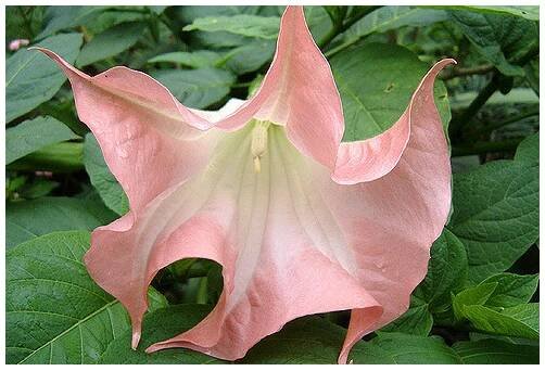 Brugmansie růžová - Brugmansia sp - semena - 5 ks