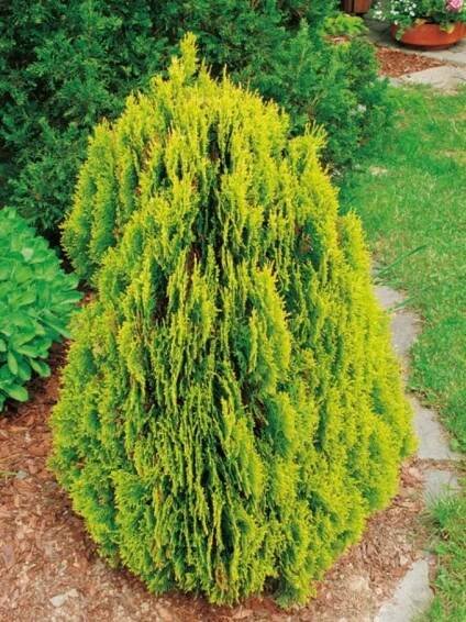 Thuja východní Biota