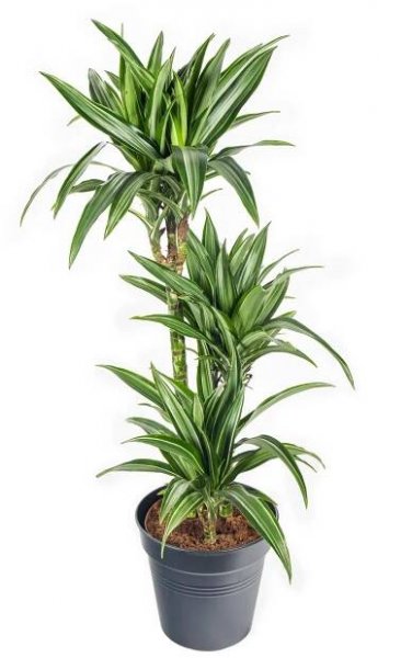 Dračinec vonný, Dracaena fragrans, 3 výhony, skladem | ZAZUMi.cz
