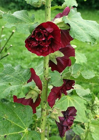 Obrázek - Alcea rosea var. nigra (topolovka růžová) | BioLib.cz