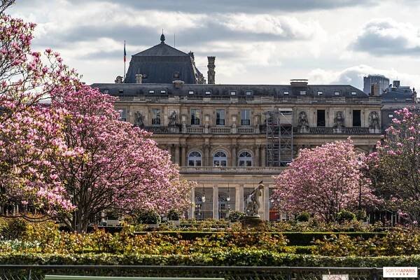 Věděli jste to? Magnólie v Jardin du Palais Royal kvetou! Jaký je jejich příběh? - Sortiraparis.com