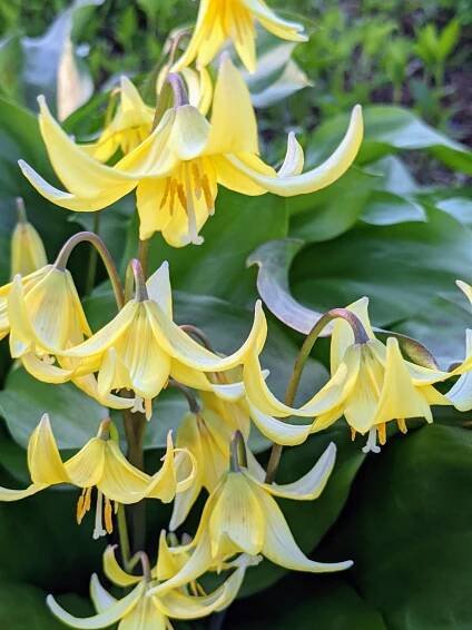 The delicate blooms of the trout lily, Erythronium, resemble turks cap lilies and stand out in the dappled light. These are planted in a bed outside my chicken coops, but many others also grow in the woodland.