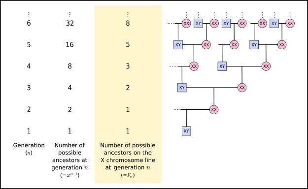 Fibonacci sequence - Wikipedia