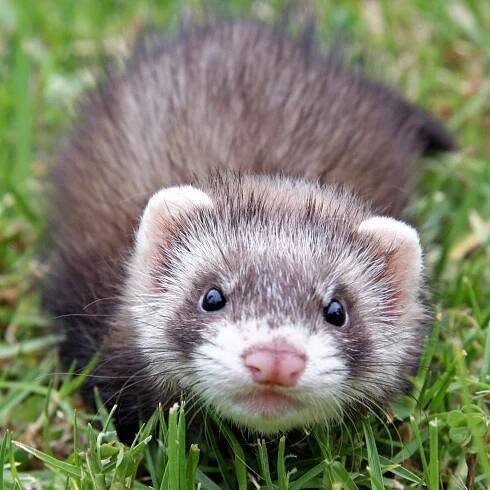 Ferret Poop In Compost: Tips On Using Ferret Manure On Plants