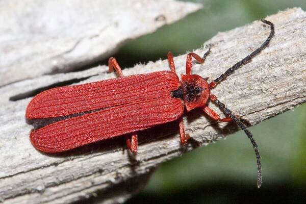 Dictyoptera simplicipes - Wikipedia