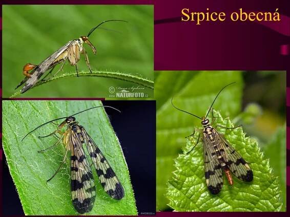 Srpice obecná 
 
