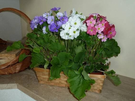 Primula obconica (Prvosenka číškovitá) - eshop, prodej, semena, rostliny, pěstování, fotografie, množení, popis, atd