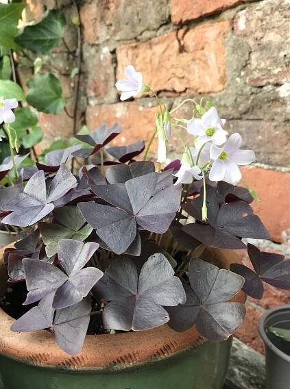 In the garden: September / sweet peas + sunflowers – HOUSE PLANT HOUSE