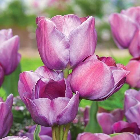 Tulipán Vícekvětý Blue Heaven 5 ks Tulipány Cibulky tulipánů Cibule