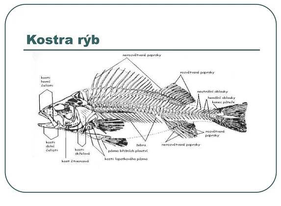 PPT - Sladkovodné Ryby PowerPoint Presentation, free download - ID:767874