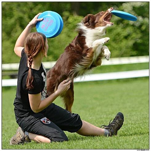 Ulli - Fotoalba - KDDF Tovačov 2013 - mé první letošní dogs frisbee závody