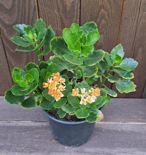 Květináč kalanchoe