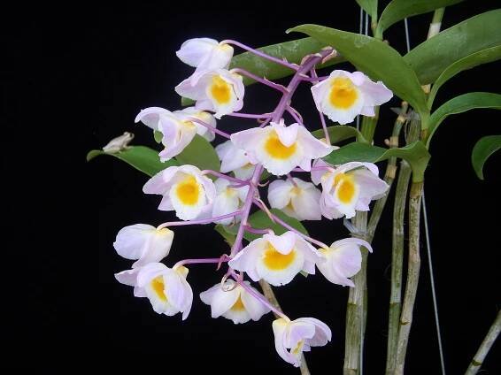 dendrobium_amabile