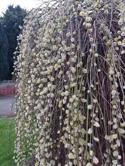 Salix caprea 'Kilmarnock'