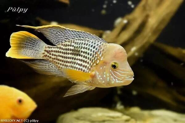 Akara potoční - Andinoacara rivulatus
