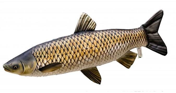 Gaby Amur Giant 103 cm