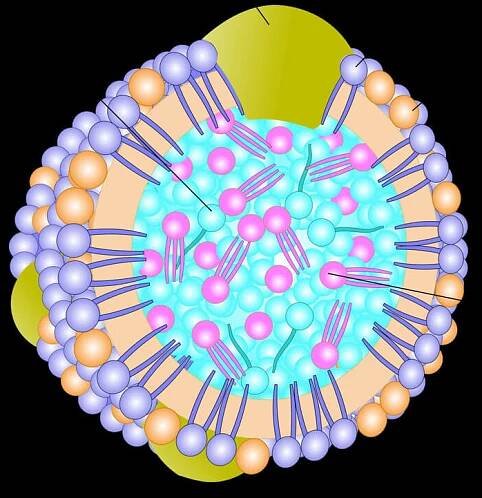 Anti-Human Apolipoprotein B (Apo-B)