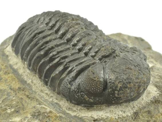 Zkamenělina trilobita Phacops sp. s dobře zachovanými detaily těla a hlavy.
