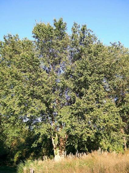 large elm tree in grass field
