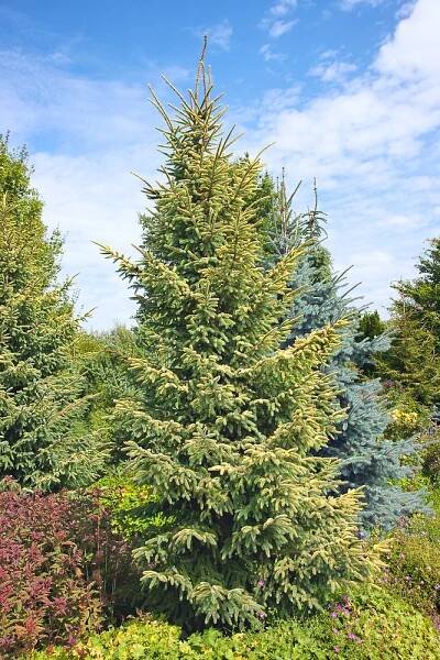 Picea orientalis Aureospicata