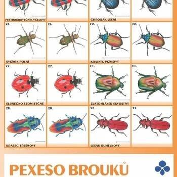 Rezekvítek Pexeso brouků