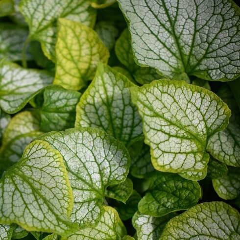 Brunnera macrophylla 'Frostbite'