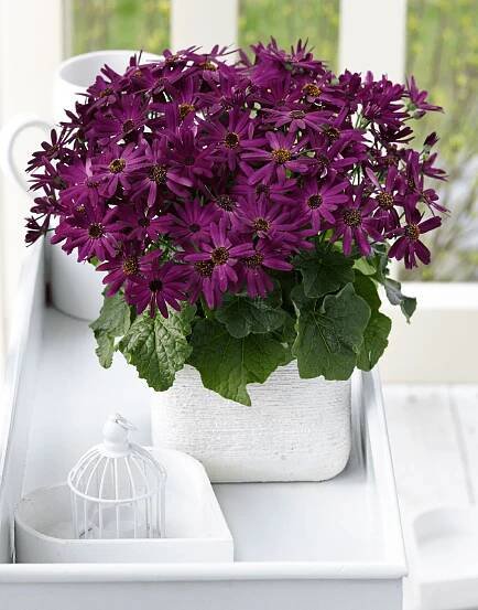 Senetti-Grape-04.png