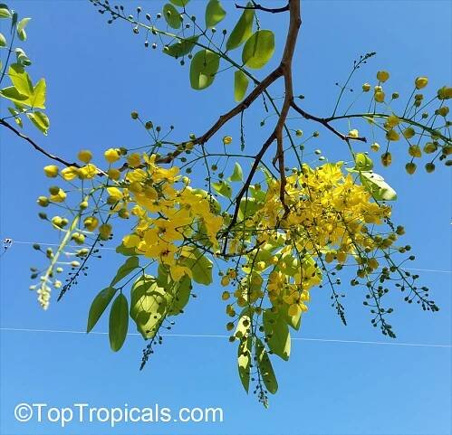 Cassia fistula (Golden Shower Tree) | Top Tropicals Plant Encyclopedia