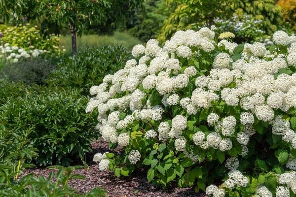 How to Grow and Care for Annabelle Hydrangea