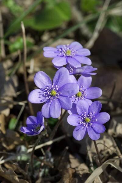 Hepatica nobilis , jaterník trojlaločný , K9
