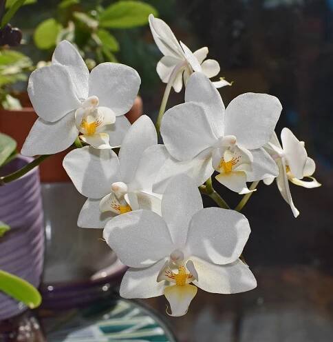 Půvaby ušlechtilých orchidejí | Bytdumzahrada.cz 